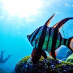 Sydney: Snorkeling Tour for Kids with Private Guide - The Marine Life and Underwater Experience
