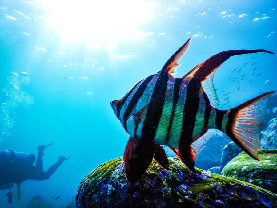 Sydney: Snorkeling Tour for Kids with Private Guide - The Marine Life and Underwater Experience