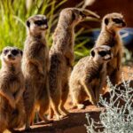 Sydney Taronga Zoo General Entry Ticket - What to Expect at Taronga Zoo