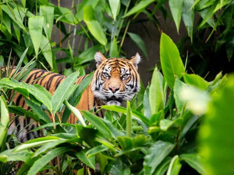 Sydney: Taronga Zoo Ticket with Return Ferry - Exploring Taronga Zoo and the Sydney Harbour Ferry