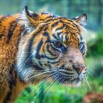 Sydney: Taronga Zoo Tickets - Who Should Consider Visiting Taronga Zoo?