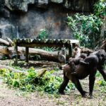 Sydney Taronga Zoo Wild Australia Experience - Exploring Australian Icons