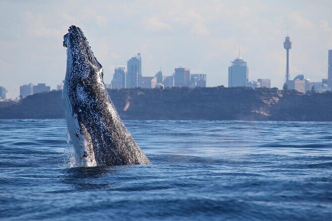 Sydney Whale Watching Adventure Cruise - Final Thoughts