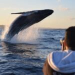 Sydney Whale-Watching by Speed Boat - The Itinerary Breakdown and What to Expect