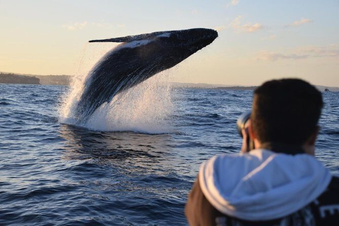 Sydney Whale-Watching by Speed Boat - The Itinerary Breakdown and What to Expect