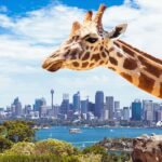 Sydney: Whale Watching Cruise and Taronga Zoo Package - What Travelers Say About This Experience