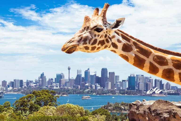 Sydney: Whale Watching Cruise and Taronga Zoo Package - What Travelers Say About This Experience