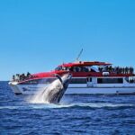 Sydney Whale Watching Cruise from Circular Quay - Who Should Consider This Tour?