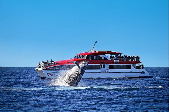 Sydney Whale Watching Cruise from Circular Quay - Who Should Consider This Tour?