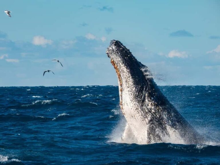 Sydney Whale Watching Cruise with Breakfast or Lunch - The Food: A Highlight for Many Travelers