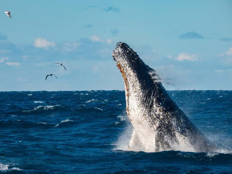 Sydney Whale Watching Cruise with Breakfast or Lunch - The Food: A Highlight for Many Travelers