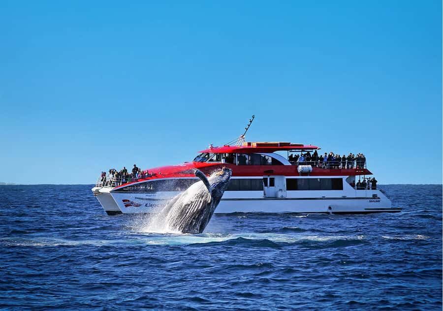 Sydney: Whale Watching & Hop On Hop Off Cruise Package - Why This Tour Provides Great Value