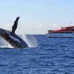 Sydney: Whale Watching & Wildlife Cruise - Deep Dive into the Itinerary and Experience