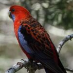 Sydney Wildlife Safari - Why This Tour Offers Great Value