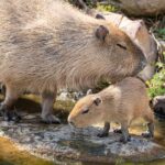 Sydney Zoo Admission Ticket - The Visitor Experience: Pros and Cons