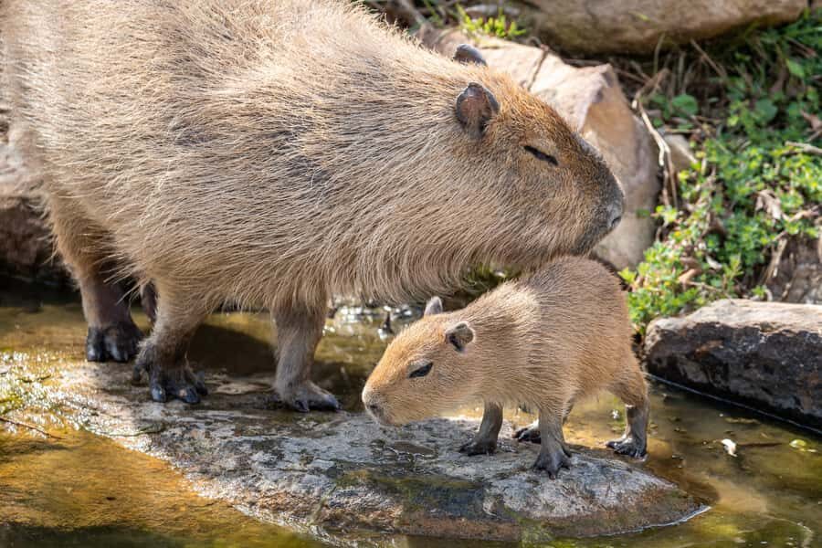 Sydney Zoo Admission Ticket - The Visitor Experience: Pros and Cons