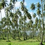 Tahiti: Full Day Tour of the Island - What Travelers Really Think