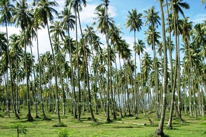 Tahiti: Full Day Tour of the Island - What Travelers Really Think