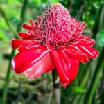 Tahiti Half Day Small Group Circle Tour - Waterfalls & Caves - An In-Depth Look at the Tour Experience