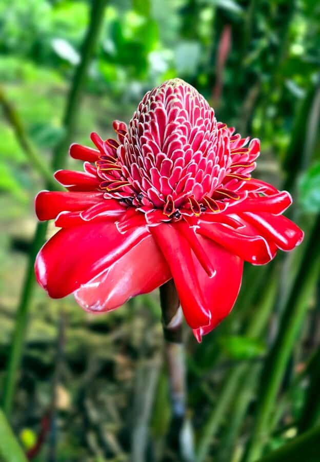 Tahiti Half Day Small Group Circle Tour - Waterfalls & Caves - An In-Depth Look at the Tour Experience