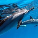 Tahiti island: 5 hours Snorkeling Picnic - Starting with Dolphins and the Underwater World