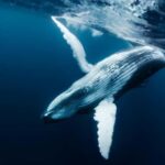 Tahiti island: Whale watching Experience - An In-Depth Look at the Tahiti Whale Watching Experience