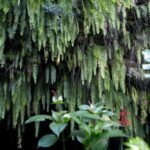 Tahiti: Private Half Day Culture and Nature Highlights Tour - Why This Tour Offers Great Value