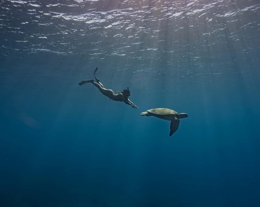 Tahiti Underwater Photo Experience - Who Should Consider This Experience