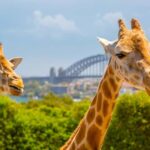Taronga Zoo Aussie Backyard Adventure - Behind the Scenes and Animal Interactions