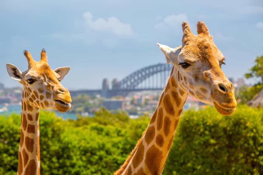 Taronga Zoo Aussie Backyard Adventure - Behind the Scenes and Animal Interactions