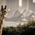 Taronga Zoo Entry & Sydney Harbour 2-Day Hop On Hop Off Cruise - How the Experience Works