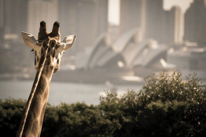 Taronga Zoo Entry & Sydney Harbour 2-Day Hop On Hop Off Cruise - How the Experience Works