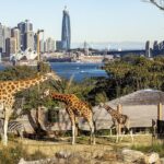 Taronga Zoo + Ferry Return Ticket - Who Should Consider This Tour?