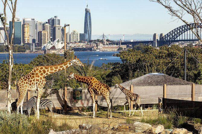 Taronga Zoo + Ferry Return Ticket - Who Should Consider This Tour?