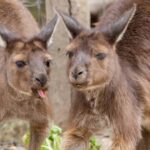 Taronga Zoo Sydney Wild Australia Experience - What Makes This Tour Special?