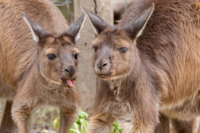 Taronga Zoo Sydney Wild Australia Experience - What Makes This Tour Special?