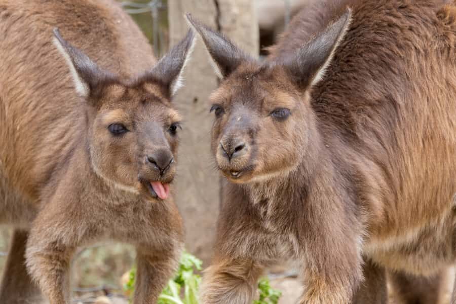 Taronga Zoo Sydney Wild Australia Experience - What Makes This Tour Special?