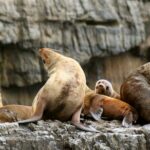 Tasman Island Cruises Day Tour from Hobart - Who This Tour Is Perfect For