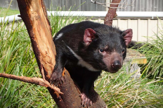 Tasmania 8 Day - Tour in Circle - Why This Tour Offers Great Value