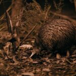 Te Puia: Te P Indigenous Evening Experience Combo - Exploring the Itinerary: What Youll Experience