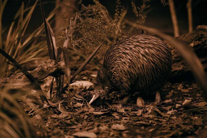 Te Puia: Te P Indigenous Evening Experience Combo - Exploring the Itinerary: What Youll Experience