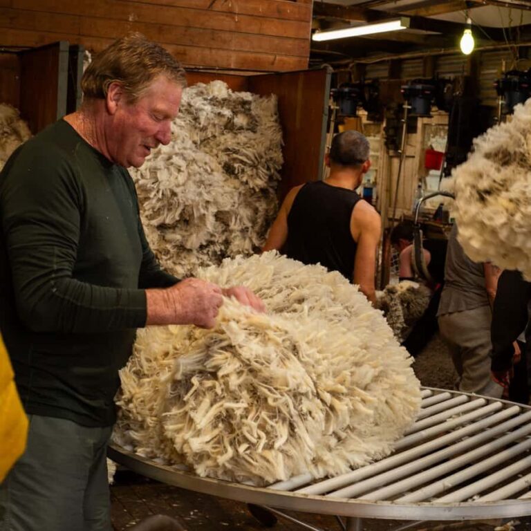 Tekapo: Merino Sheep Shearing and Sheepdog Demonstration - What to Expect During the Tour