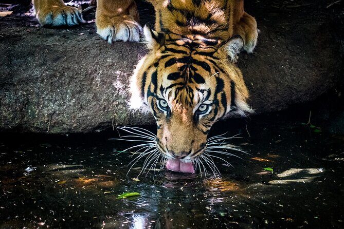Tiger Experience at Melbourne Zoo - excl. entry - What to Expect from the Tiger Experience
