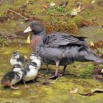 Tongariro Discovery Walk - Authentic Experiences and What Travelers Say