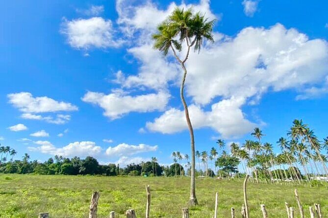 Tongatapu Island Tour - The Itinerary Breakdown: What You’ll See and Why It Matters