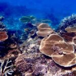 Townsville & Magnetic Island: MOUA & Reef Snorkel Experience - Who Should Consider This Tour?