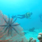 Townsville & Magnetic Island: Reef Explorer Scuba Experience - Final Thoughts