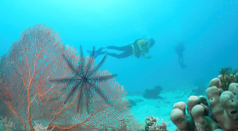 Townsville & Magnetic Island: Reef Explorer Scuba Experience - Final Thoughts