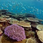 Townsville & Magnetic Island: Reef Explorer Snorkel Trip - Who Should Consider This Tour?