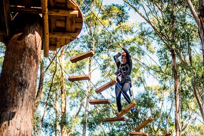 Treetops Adventure Coffs Harbour Tree Ropes Course - Why It Works for Travelers